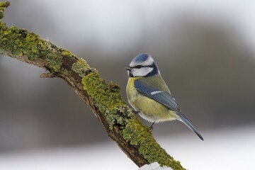 Blue Tit (Cyanistes caeruleus) in winter, Hesse, Germany, Europe