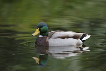 Mallard (Anas platyrhinchos), drake, Emsland, Lower Saxony, Germany, Europe