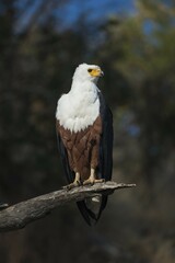 African fish eagle (Haliaeetus vocifer), Chobe National Park, Botswana, Africa