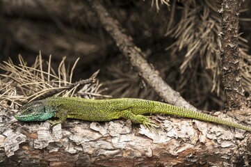 European green lizard (Lacerta viridis), male, Brandenburg, Germany, Europe