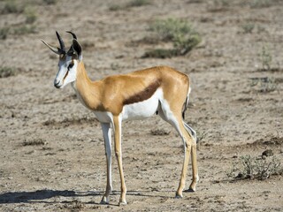 Springbok (Antidorcas marsupialis), near Okaukuejo, Etosha National Park, Namibia, Africa
