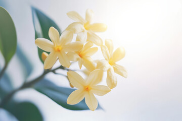 Four-petal yellow osmanthus fragrans, light white background,sunshine, photography, real 