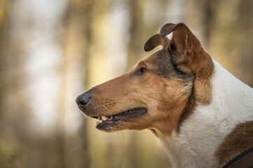 Shorthair collie, male, animal portrait, Germany, Europe