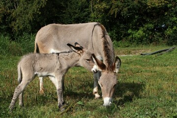Donkey mare (Asinus) with 4-day-old foal