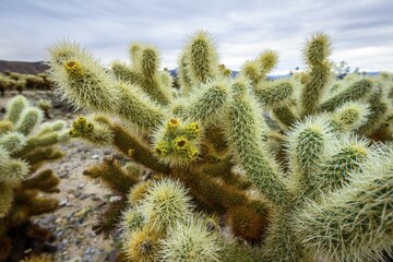 Spiny Teddy-bear cholla (Cylindropuntia bigelovii), yellow flowering, Cholla Cactus Garden Trail, Joshua Tree National Park, Desert Center, California, USA, North America