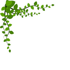 Fototapeta premium Vine Leaf Corner