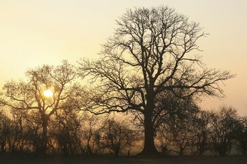 Fototapeta premium Sunrise with trees and fog, Rheinberg, Niederrhein, North Rhine-Westphalia, Germany, Europe