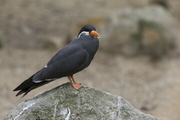 Inca Tern (Larosterna inca), Rheine, Münsterland, Nordrhein-Westfalen, Germany, Europe