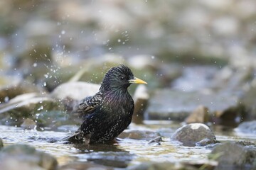 European Starling (Sturnus vulgaris) bathing in creek, Hesse, Germany, Europe
