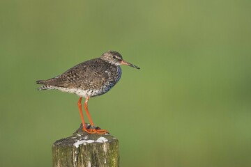Redshank (Tringa totanus) sitting on stake, Emsland, Lower Saxony, Germany, Europe
