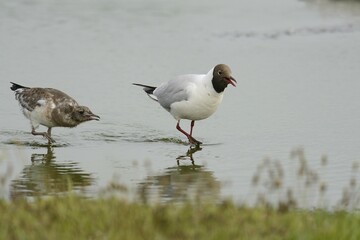 Black-headed gull (Larus ridibundus), with chick, Texel, The Netherlands, Europe