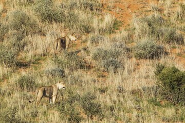 Lionesses (Panthera leo), two females at a grass-grown sand dune, Kalahari Desert, Kgalagadi Transfrontier Park, South Africa, Africa