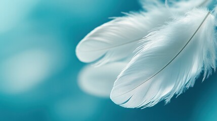 Obraz premium Two delicate white feathers against a teal background.