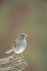 Dunnock (Prunella modularis)