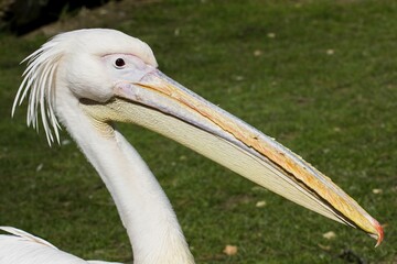 Dalmatian Pelican (Pelecanus crispus), portrait, Germany, Europe
