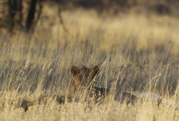 Lion (Panthera leo), resting female, lioness in the early morning in high grass, Etosha National...