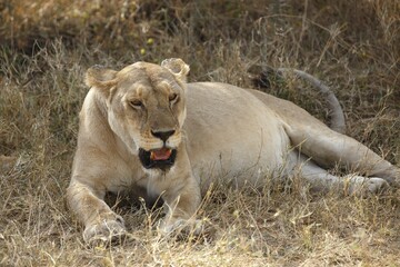 Lioness, African lion (Panthera leo), female resting in shade in midday heat, Serengeti National Park, Tanzania, Africa