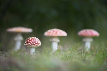 Fly agarics (Amanita muscaria), Emsland, Lower Saxony, Germany, Europe