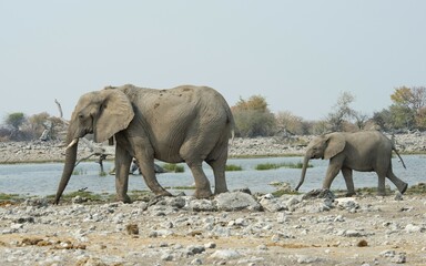 Fototapeta premium African elephants (Loxodonta africana), female with young at a waterhole, Etosha National Park, Namibia, Africa