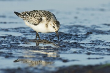 Sanderling (Calidris alba) foraging in mud, Darss, Mecklenburg-Western Pomerania, Germany, Europe