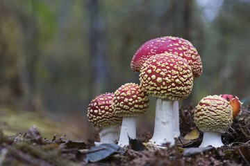 Fly agaric or fly amanita (Amanita muscaria), group, Hesse, Germany, Europe