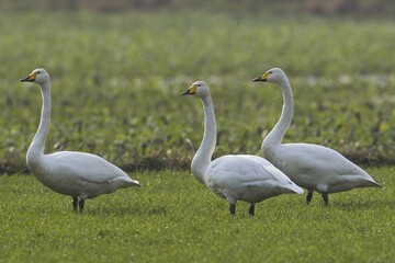 Whooper swans (Cygnus cygnus), standing in a meadow, Emsland, Lower Saxony, Germany, Europe