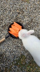 Rabbit 