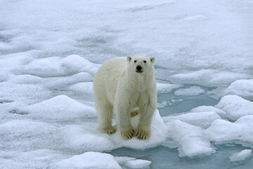 Polar bear (Ursus maritimus), female walking on pack ice, Svalbard Archipelago, Barents Sea, Arctic, Norway, Europe © G&M Therin-Weise/imageBROKER