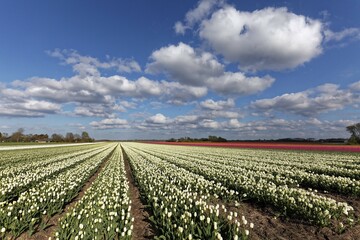 Tulip fields in bloom near Alkmaar, North Holland, Netherlands