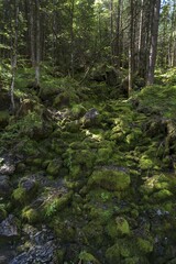 Obraz premium Dry course of a stream with mossy stones in the enchanted forest, Ramsau, Berchtesgadener Land, Upper Bavaria, Germany, Europe