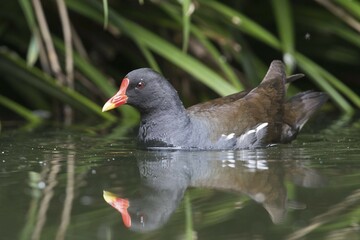 Common moorhen (Gallinula chloropus) swimming in the water, Emsland, Lower Saxony, Germany, Europe