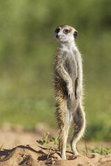 Suricate or meerkat (Suricata suricatta), guard on the lookout, rainy season with green surroundings, Kalahari Desert, Kgalagadi Transfrontier Park, South Africa, Africa