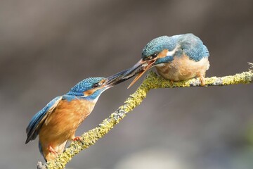 Kingfishers (Alcedo atthis), mating feeding, male handing over fish to the female, Hesse, Germany, Europe