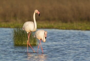 Greater Flamingo (Phoenicopterus roseus), a male in the mood for mating follows a female, at the...