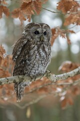 Tawny owl (Strix aluco) sits on branch, captive, Pilsen, Czech Republic, Europe