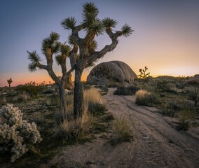 Desert Landscape, Joshua Trees (Yucca brevifolia) and Sunset Bouldering, Huge Granite Rocks, Rock...