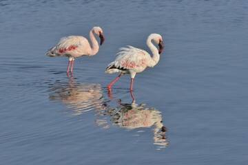 Lesser Flamingo (Phoenicopterus minor), two flamingoes wading in Lake Nakuru, Lake Nakuru National Park, near Nakuru, Rift Valley Province, Kenya, Africa