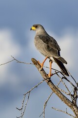 Eastern Chanting Goshawk (Melierax poliopterus), Tsavo West National Park, Kenya, East Africa, Africa