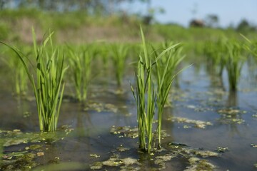 Fototapeta premium Green rice plants rice cultivation, rice plant, Indonesia, Asia