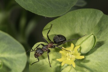Red Wood Ant (Formica rufa) on flower of Wood Spurge (Euphorbia amygdaloides), Baden-Württemberg, Germany, Europe