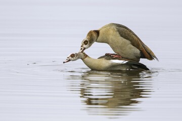 Egyptian geese (Alopochen aegyptiacus), pair mating in water, Texel, North Holland, Netherlands
