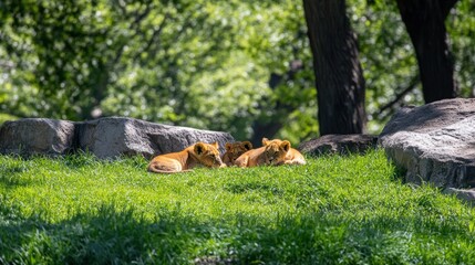 Fototapeta premium Three lion cubs resting on a grassy hill, shaded by trees and rocks.