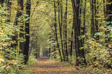 Path in the city forest, autumn mood, Weimar, Thuringia, Germany, Europe