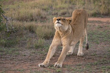 Lioness (Panthera leo) stretching, Sabi Sands Game Reserve, Sabi Sabi Bush Lodge, South Africa, Africa