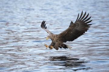 White-tailed eagle (Haliaeetus albicilla) hunting over water, Flatanger, Nord-Trøndelag, Norway, Europe