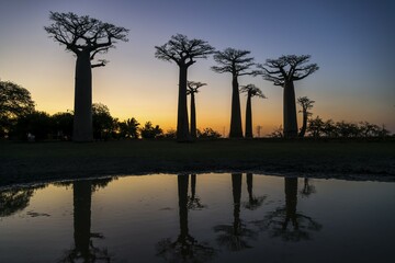 Avenue of the Baobabs, African baobab (Adansonia digitata), at sunset with reflection, Morondava,...