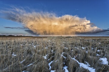 Cornfield, storm clouds, Spiekeroog, East Frisia, Lower Saxony, Germany, Europe