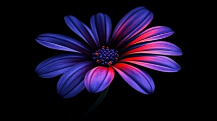 Obraz premium Vibrant Purple Flower with Stunning Color Contrast on Dark Background