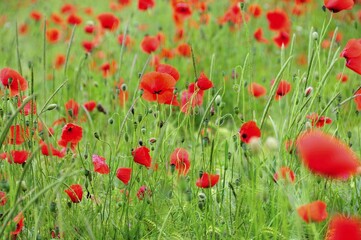 Poppies (Papaver rhoeas) growing in a wheat field, PublicGround