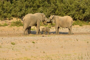 Fototapeta premium African bush elephants (Loxodonta africana), rare namibian desert elephants, bull, cow and calf, Hoarusib River, Namib Desert, Kaokoland, Kaokoveld, Kunene Region, Namibia, Africa